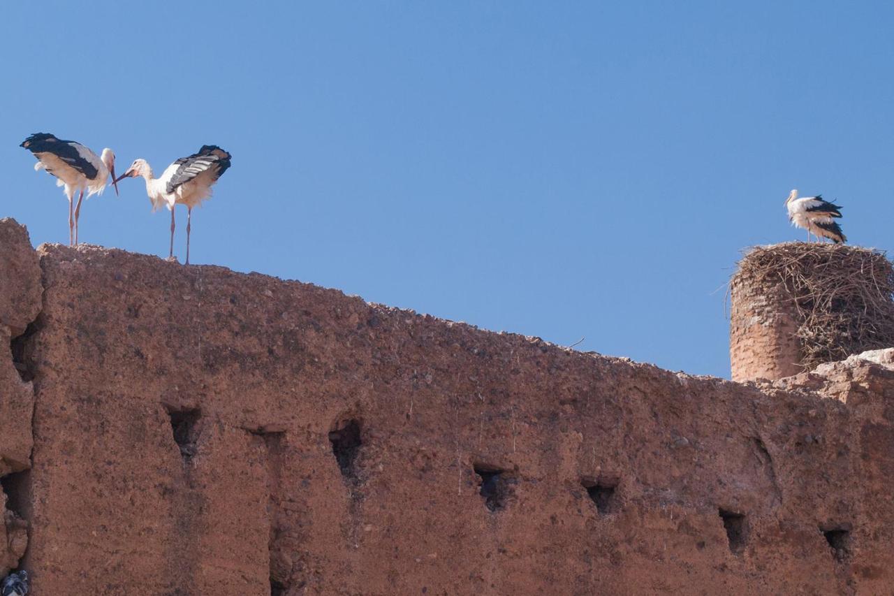 Riad Of The Storks - Exclusive Use For Up To 17 Persons 马拉喀什 外观 照片